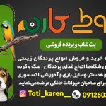 طوطی کارن