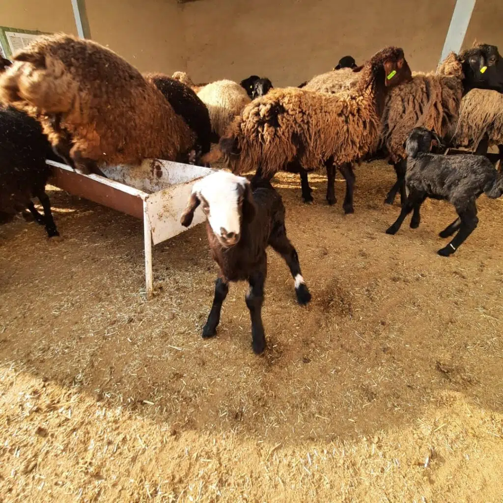 دامداری سلیمانی