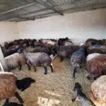 دامداری سلیمانی