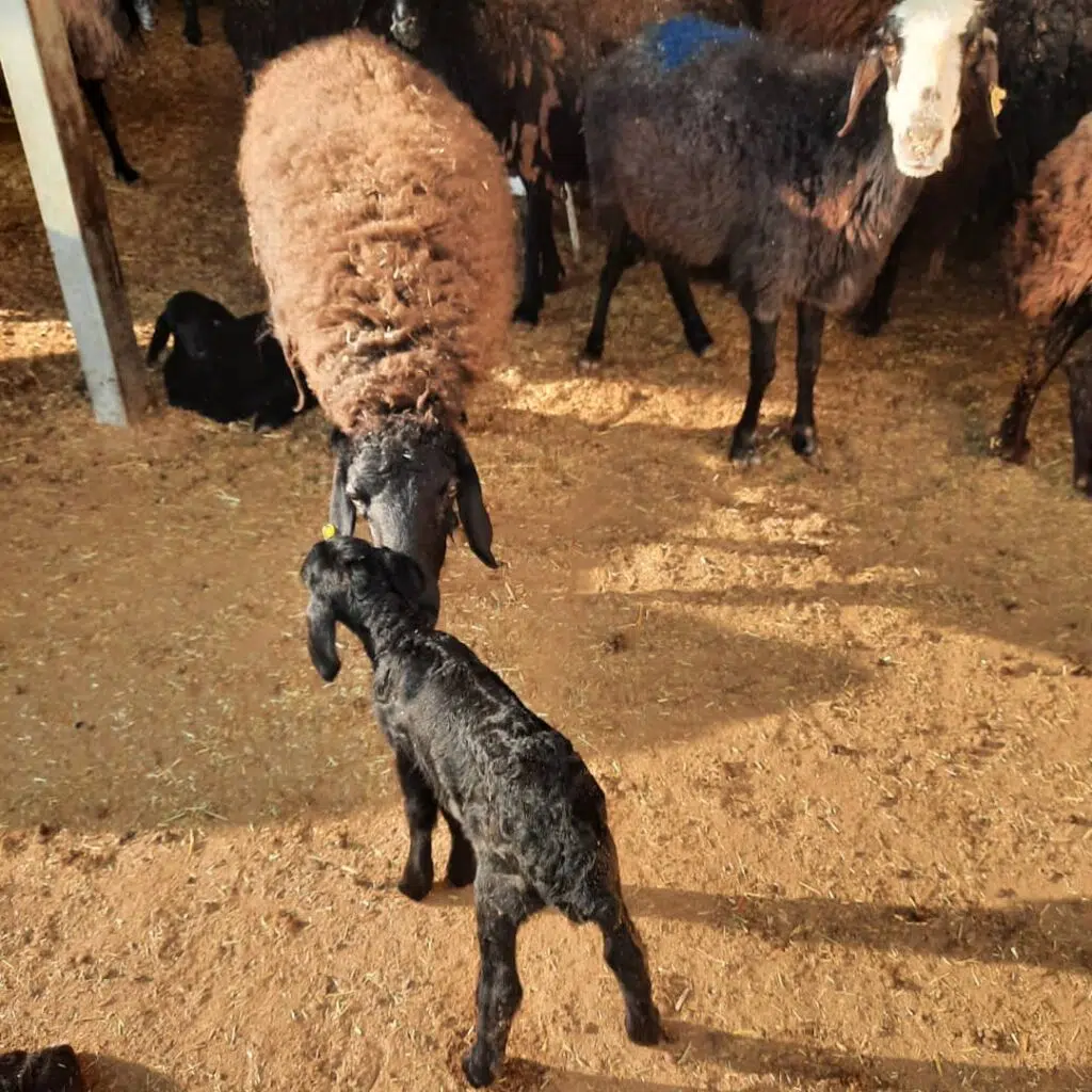 دامداری سلیمانی