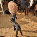 دامداری سلیمانی