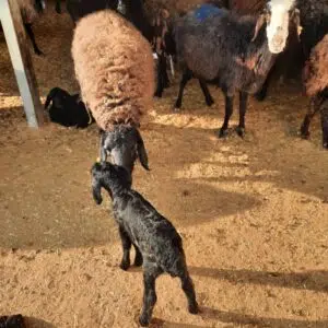 دامداری سلیمانی