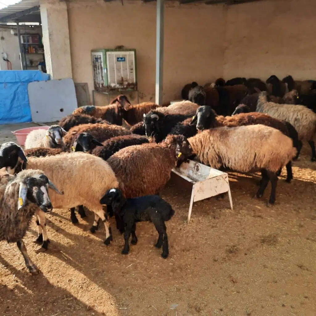 دامداری سلیمانی