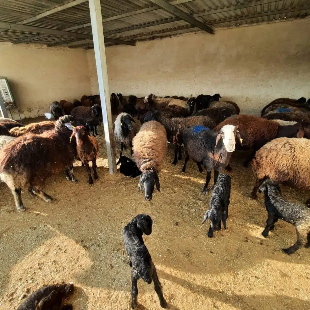 دامداری سلیمانی