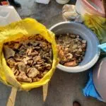 دامداری سلیمانی